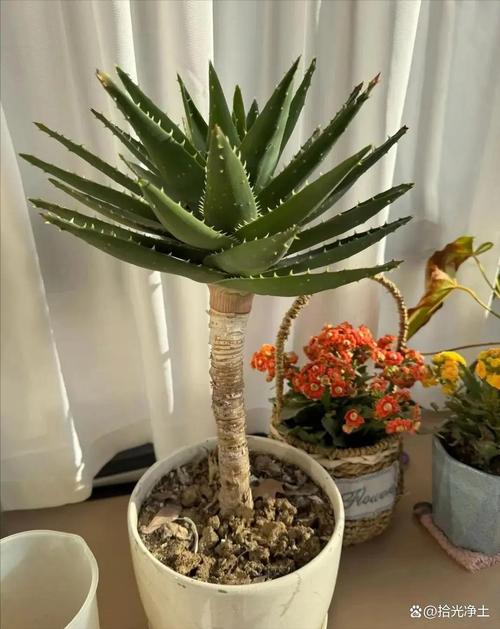 家里适合栽什么品种芦荟？-第2张图片-宁夏农业信息网