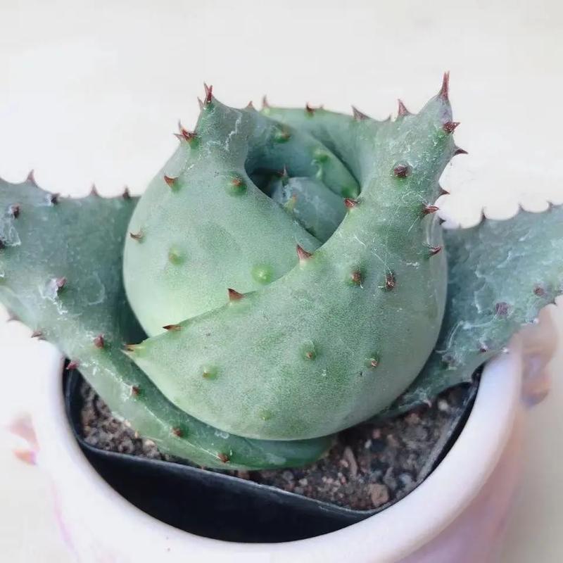 家里适合栽什么品种芦荟？-第3张图片-宁夏农业信息网