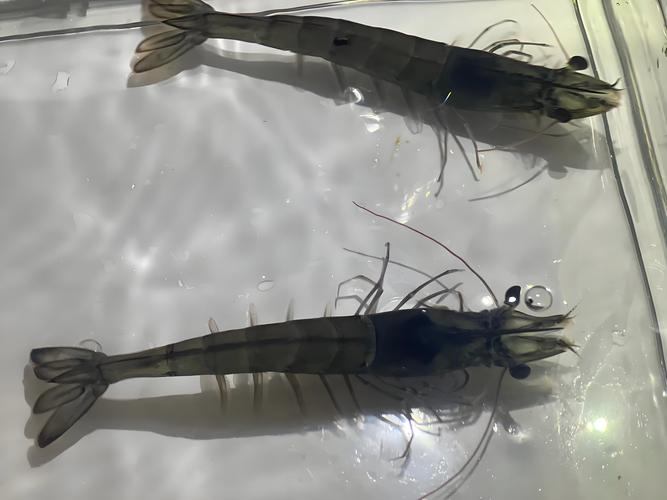 南美对虾快长养殖法有哪些关键点？-第1张图片-宁夏农业信息网