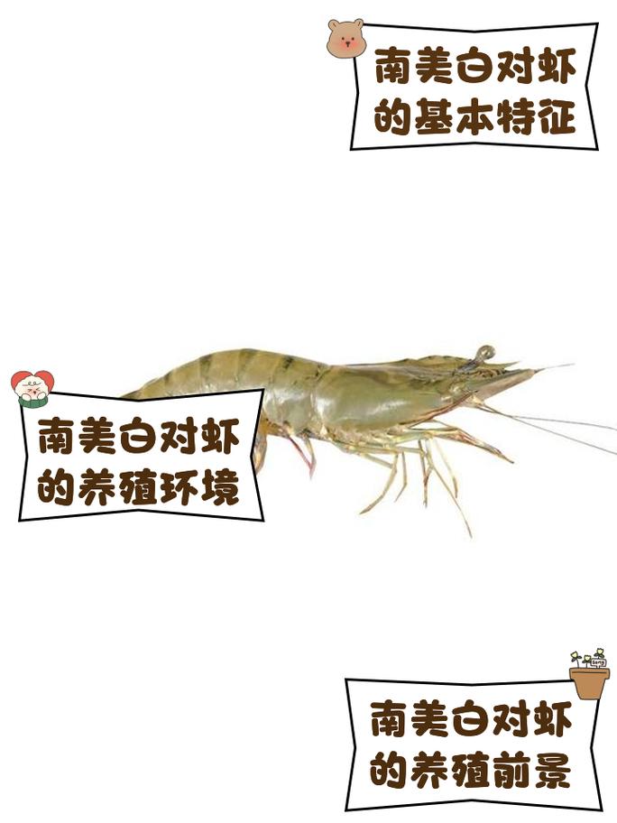 南美对虾快长养殖法有哪些关键点？-第2张图片-宁夏农业信息网