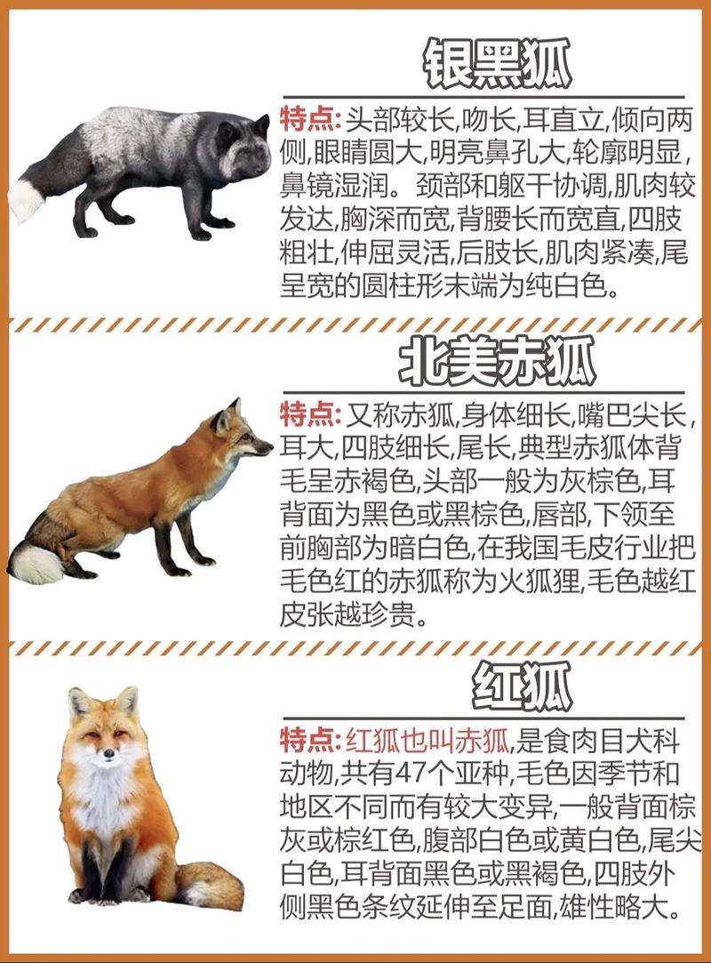 已知野生狐狸有多少品种-第1张图片-宁夏农业信息网