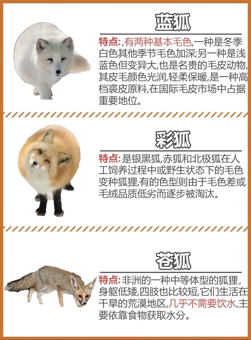 已知野生狐狸有多少品种-第2张图片-宁夏农业信息网