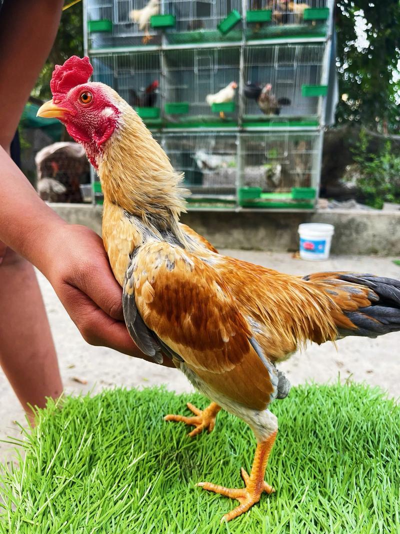 肉鸡养殖周期最短是哪个品种？-第3张图片-宁夏农业信息网