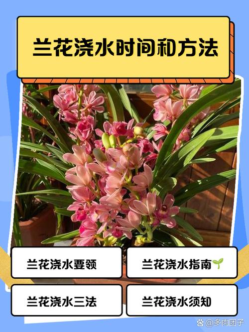 荷花兰怎么养？浇水有哪些讲究？-第1张图片-宁夏农业信息网