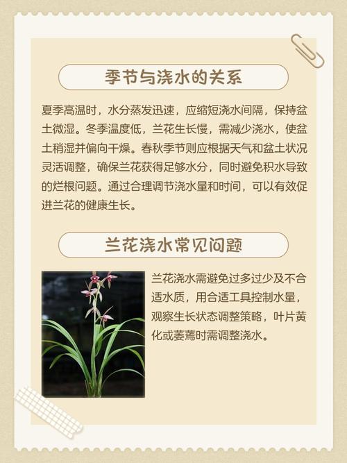 荷花兰怎么养？浇水有哪些讲究？-第2张图片-宁夏农业信息网