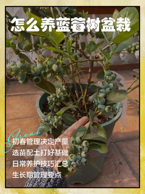 秋天盆栽蓝莓该怎么管理?-第1张图片-宁夏农业信息网 秋天盆栽蓝莓该怎么管理?-第1张图片-宁夏农业信息网