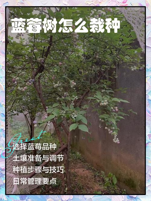 秋天盆栽蓝莓该怎么管理?-第2张图片-宁夏农业信息网 秋天盆栽蓝莓该怎么管理?-第2张图片-宁夏农业信息网