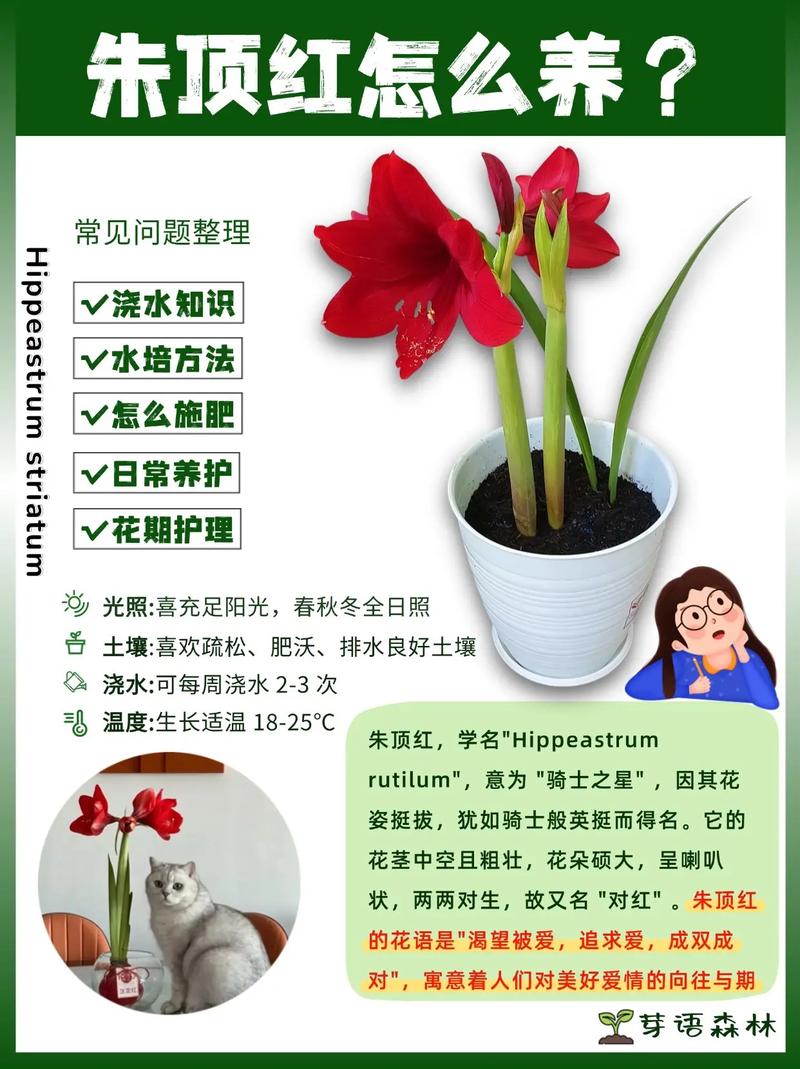 朱顶红营养土怎么配才合适?-第1张图片-宁夏农业信息网 朱顶红营养土怎么配才合适?-第1张图片-宁夏农业信息网