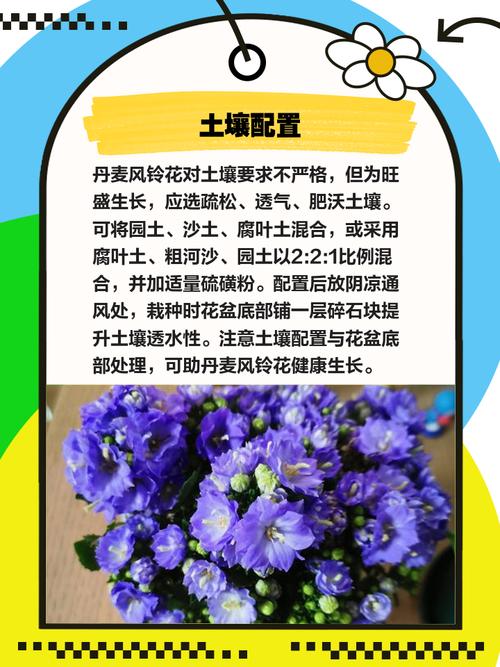 丹麦风铃花冬天怎么养？-第1张图片-宁夏农业信息网