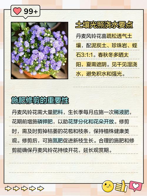 丹麦风铃花冬天怎么养？-第2张图片-宁夏农业信息网