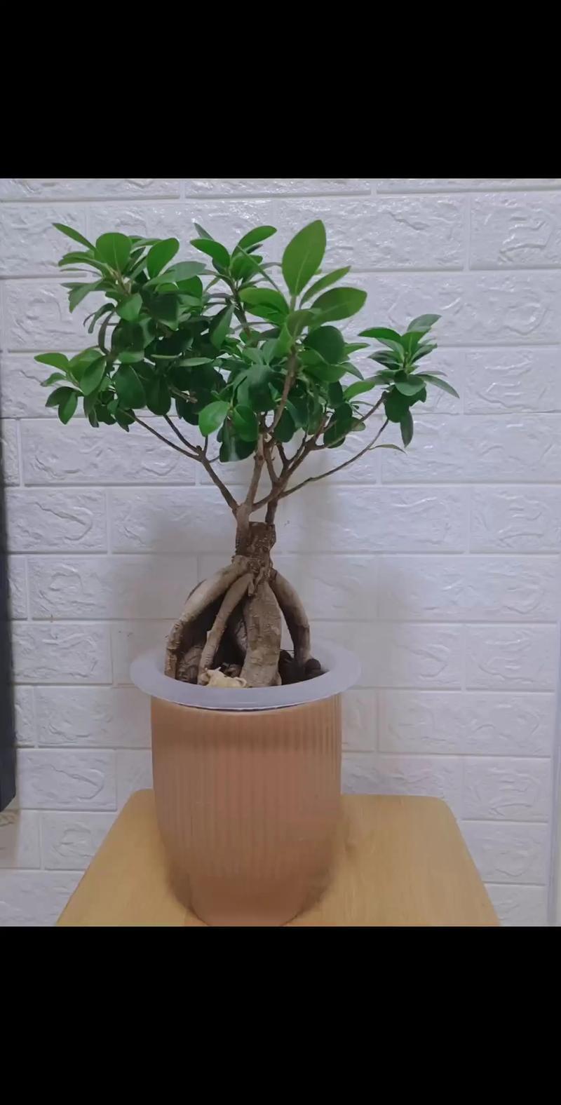 榕树盆栽有哪些常见品种？-第1张图片-宁夏农业信息网