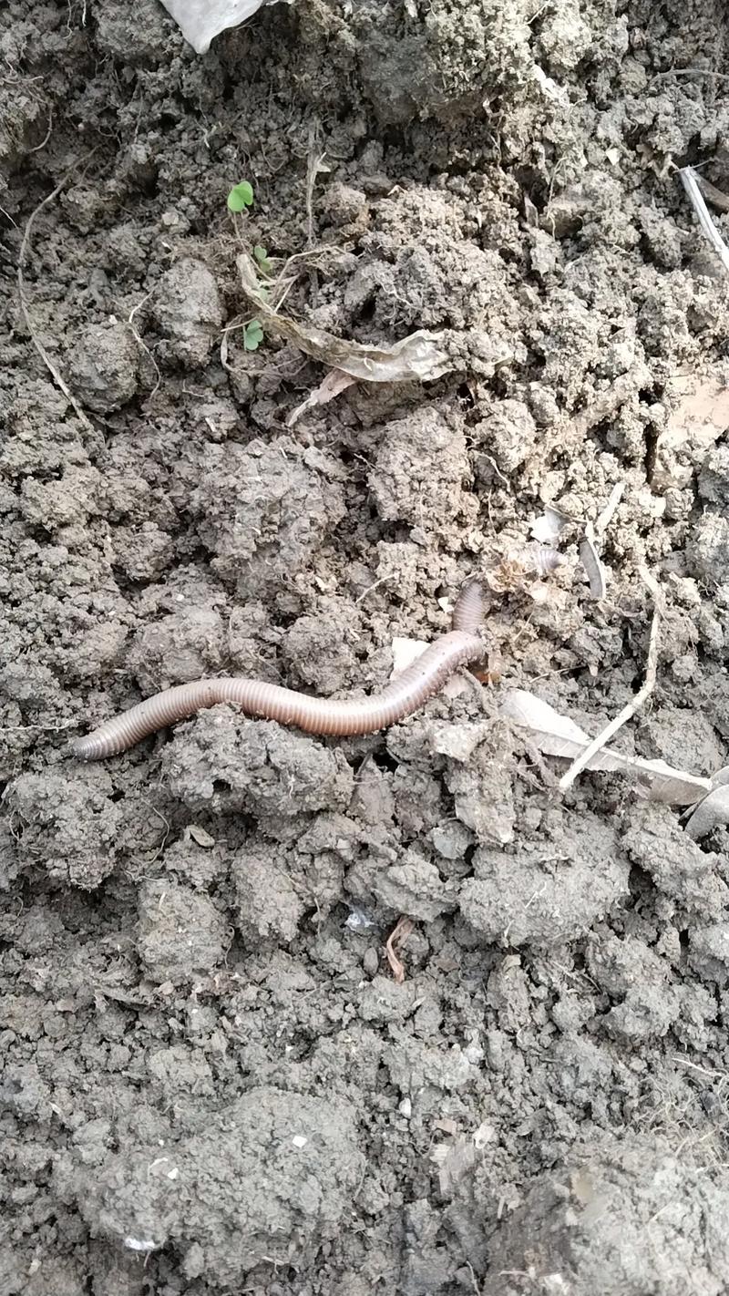 为何有的蚯蚓品种体型偏小？-第1张图片-宁夏农业信息网