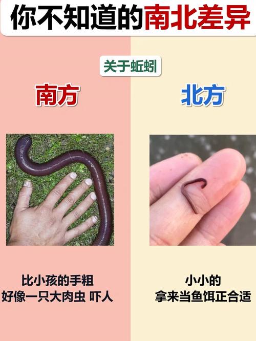 为何有的蚯蚓品种体型偏小？-第2张图片-宁夏农业信息网