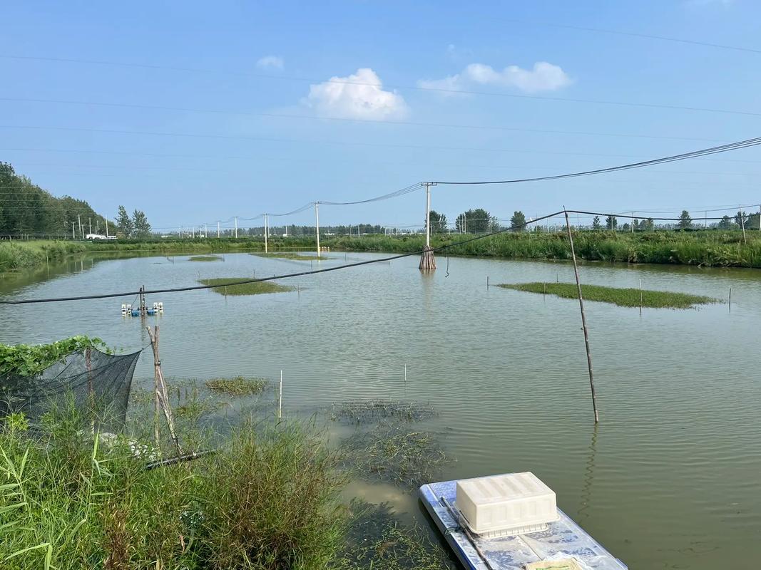 昆山螃蟹水产养殖鱼塘如何高效管理?-第1张图片-宁夏农业信息网 昆山螃蟹水产养殖鱼塘如何高效管理?-第1张图片-宁夏农业信息网