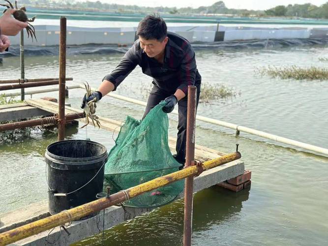 昆山螃蟹水产养殖鱼塘如何高效管理?-第3张图片-宁夏农业信息网 昆山螃蟹水产养殖鱼塘如何高效管理?-第3张图片-宁夏农业信息网