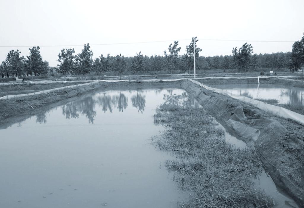 昆山螃蟹水产养殖鱼塘如何高效管理？-第2张图片-宁夏农业信息网