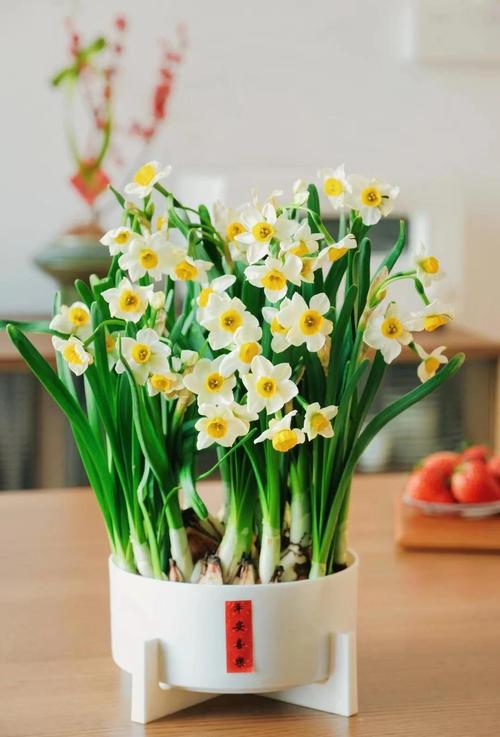 水仙花怎么养？附图片详解方法-第1张图片-宁夏农业信息网