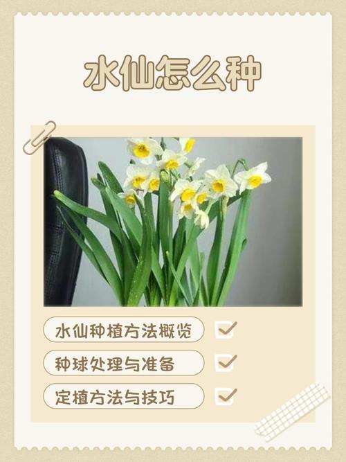 水仙花怎么养？附图片详解方法-第2张图片-宁夏农业信息网