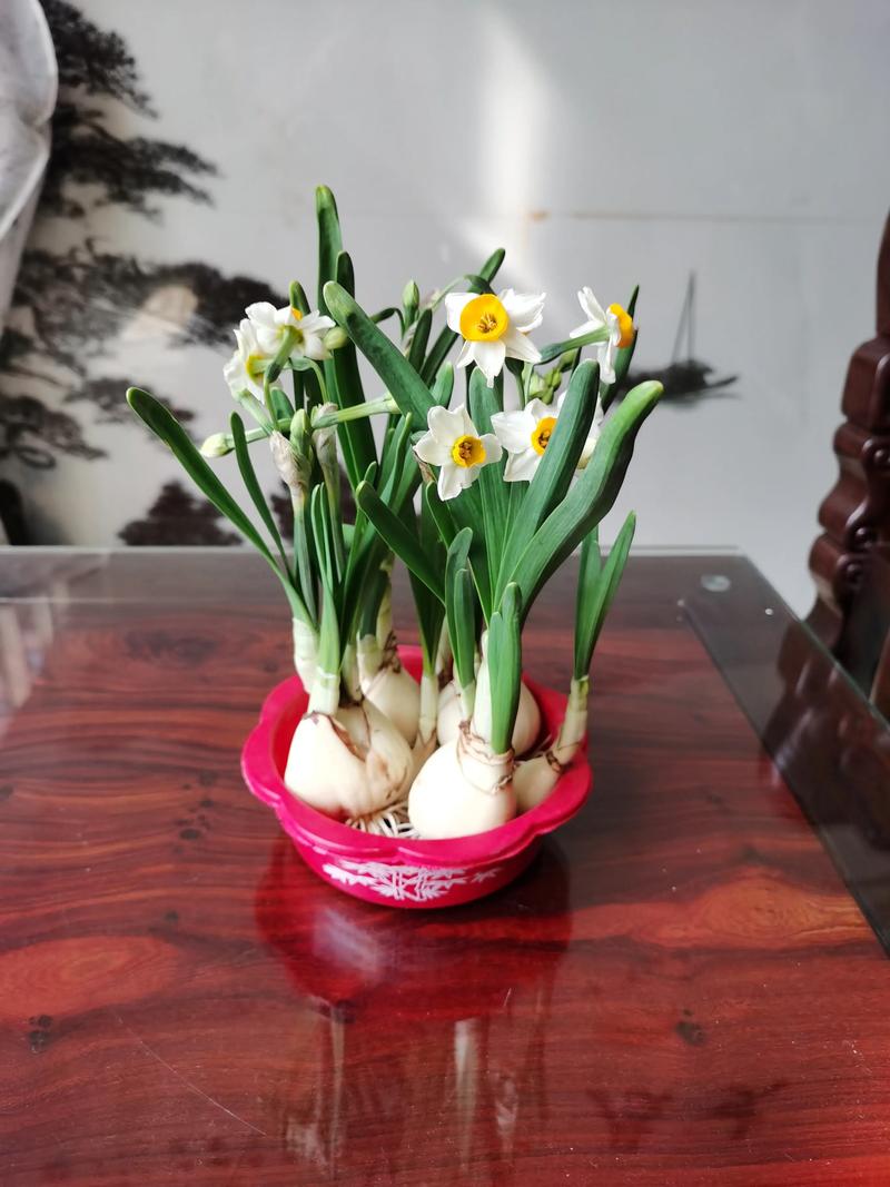 水仙花怎么养？附图片详解方法-第3张图片-宁夏农业信息网