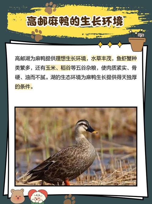 中国鸭子品种有多少?各有什么特点?-第1张图片-宁夏农业信息网 中国鸭子品种有多少?各有什么特点?-第1张图片-宁夏农业信息网