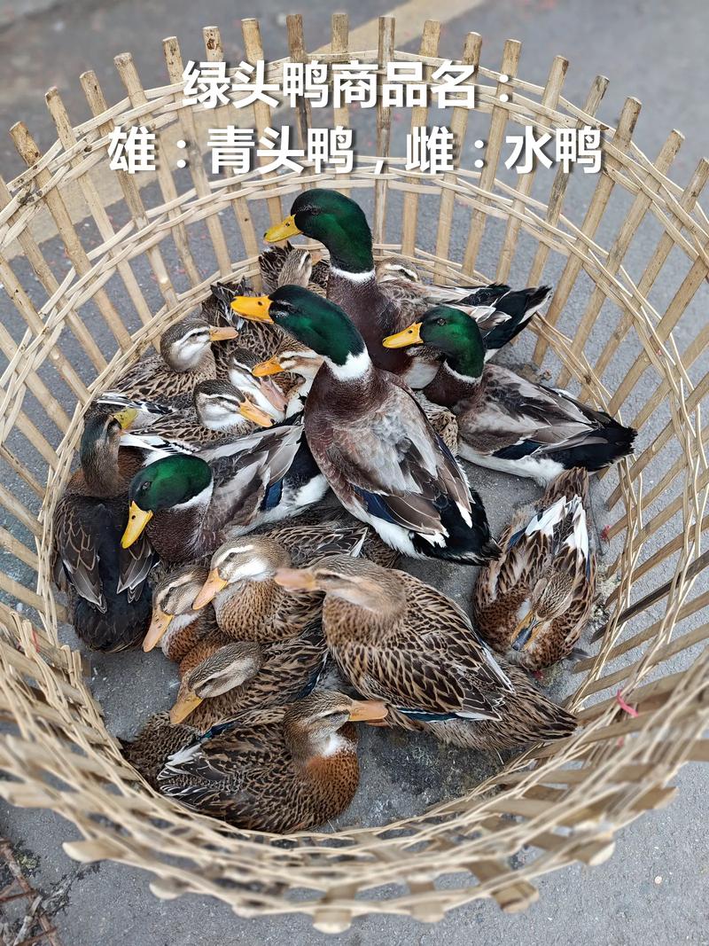 中国鸭子品种有多少?各有什么特点?-第2张图片-宁夏农业信息网 中国鸭子品种有多少?各有什么特点?-第2张图片-宁夏农业信息网