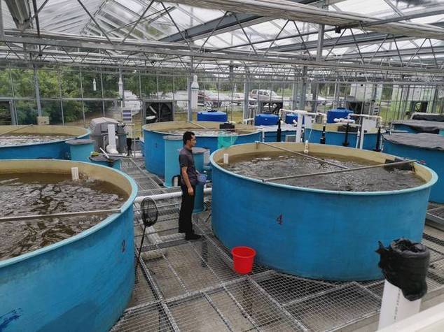 2025淡水小品种养殖前景如何？-第2张图片-宁夏农业信息网