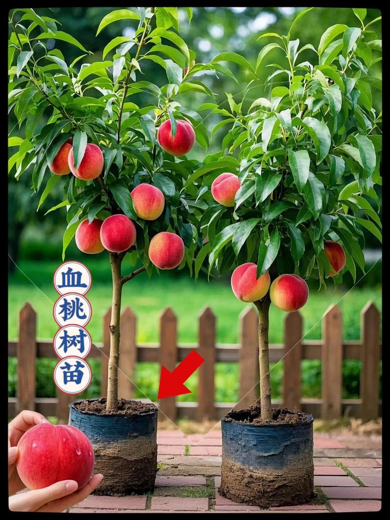 大棚种桃树，品种该怎么选？-第1张图片-宁夏农业信息网