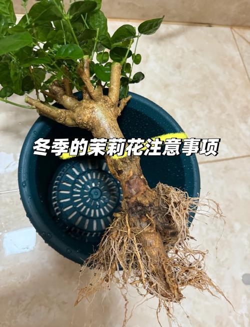 茉莉花冬季室内怎么养护？-第1张图片-宁夏农业信息网