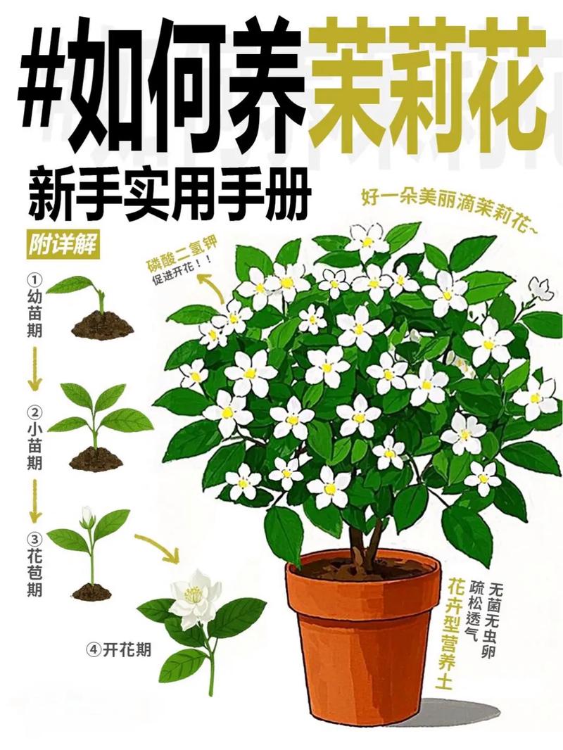 茉莉花冬季室内怎么养护？-第2张图片-宁夏农业信息网