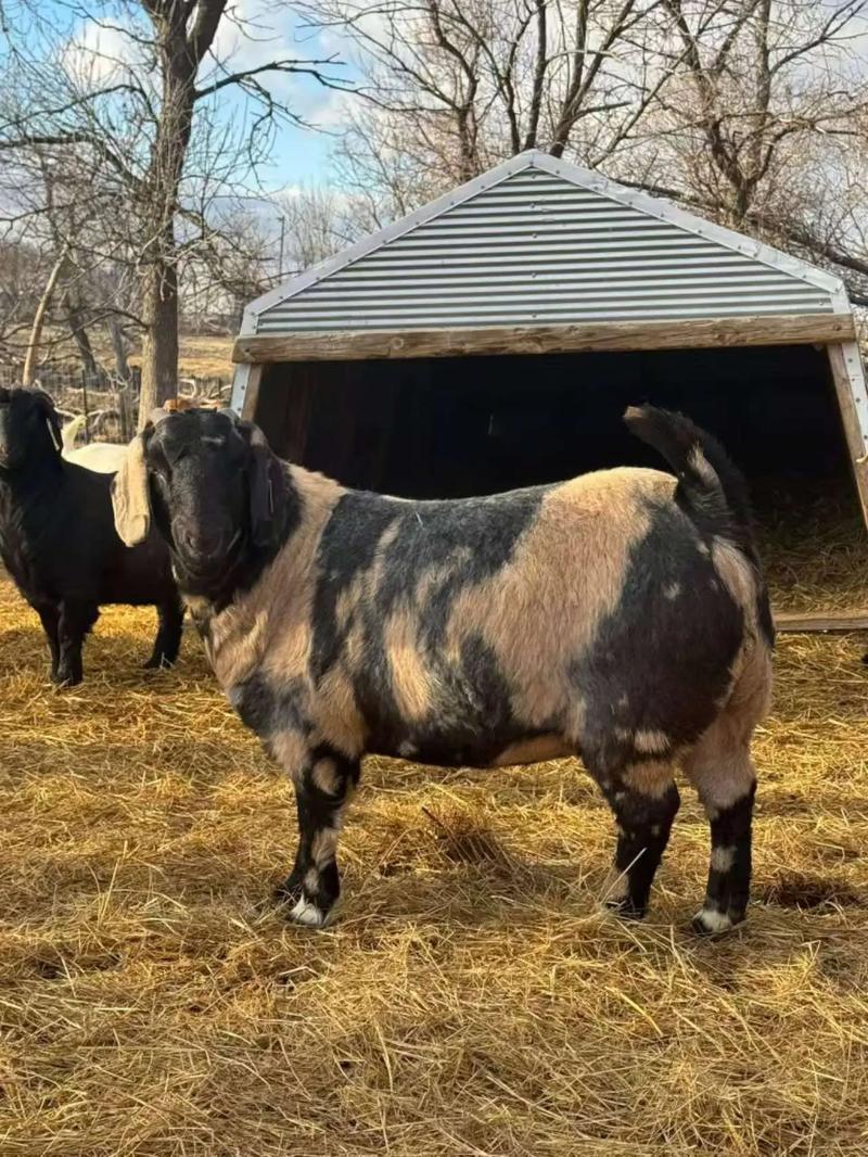 南方适合养什么山羊品种？-第1张图片-宁夏农业信息网