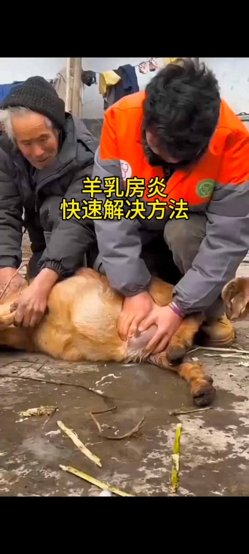 育肥羊各阶段喂养方法有何不同？-第1张图片-宁夏农业信息网