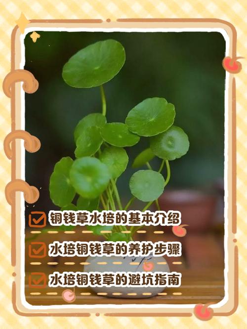 冬天水培铜钱草怎么养才好？-第1张图片-宁夏农业信息网