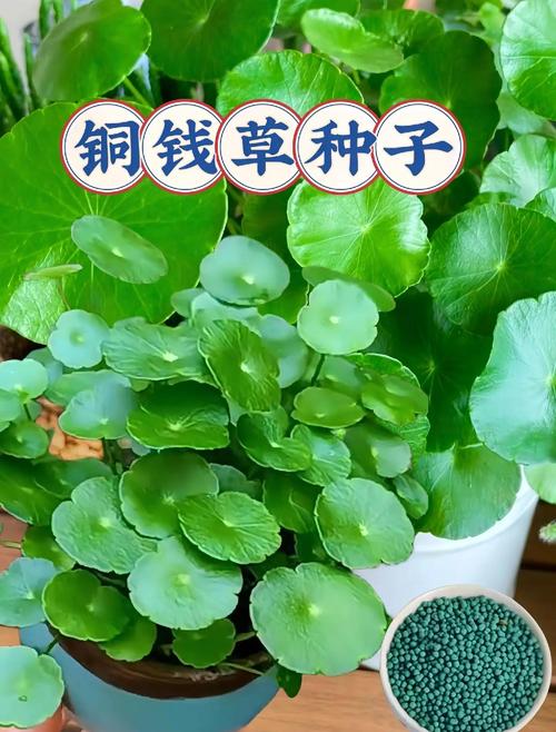 冬天水培铜钱草怎么养才好？-第2张图片-宁夏农业信息网