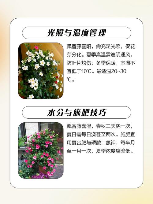 飘香藤怎么养？温度多少最合适？-第1张图片-宁夏农业信息网