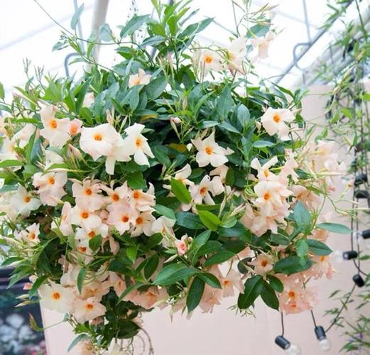 飘香藤怎么养？温度多少最合适？-第3张图片-宁夏农业信息网