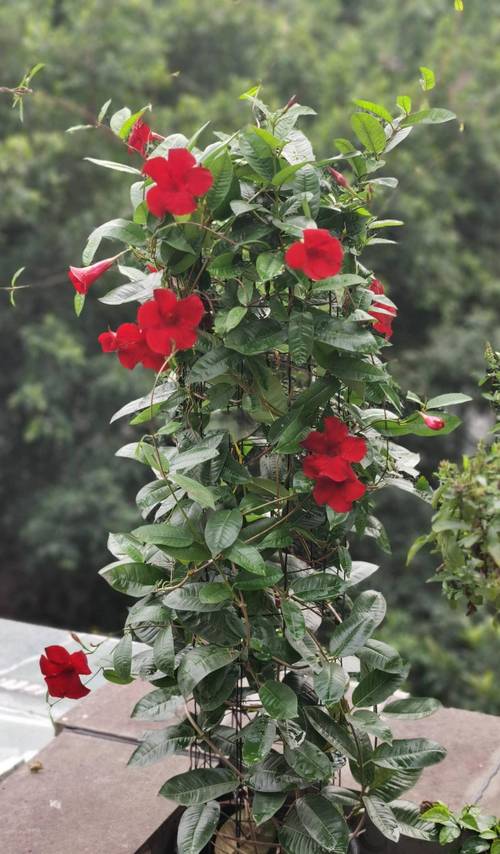 飘香藤怎么养？温度多少最合适？-第2张图片-宁夏农业信息网