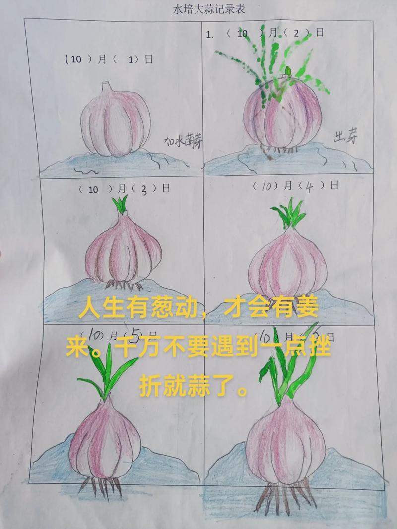 新手如何简单种大蒜?-第1张图片-宁夏农业信息网 新手如何简单种大蒜?-第1张图片-宁夏农业信息网