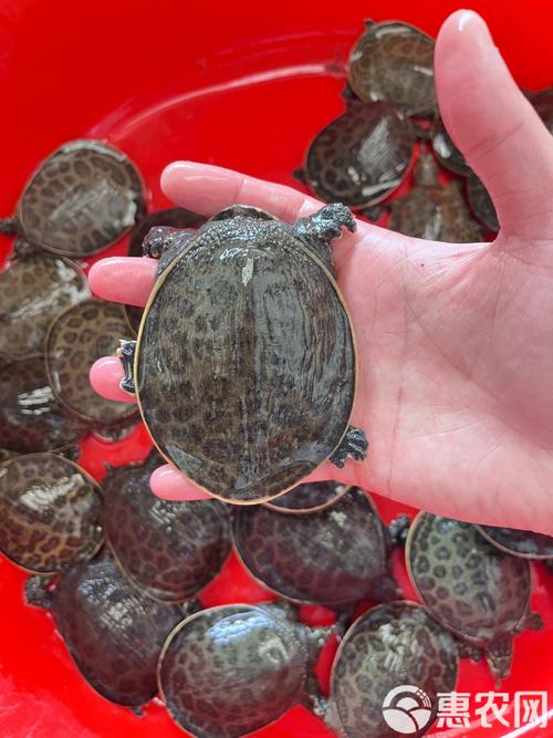 广西水产养殖什么品种好-第1张图片-宁夏农业信息网 广西水产养殖什么品种好-第1张图片-宁夏农业信息网