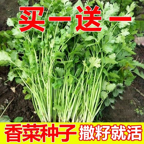 冬天香菜品种怎么选？-第2张图片-宁夏农业信息网