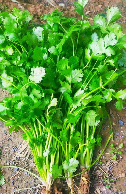 冬天香菜品种怎么选？-第3张图片-宁夏农业信息网