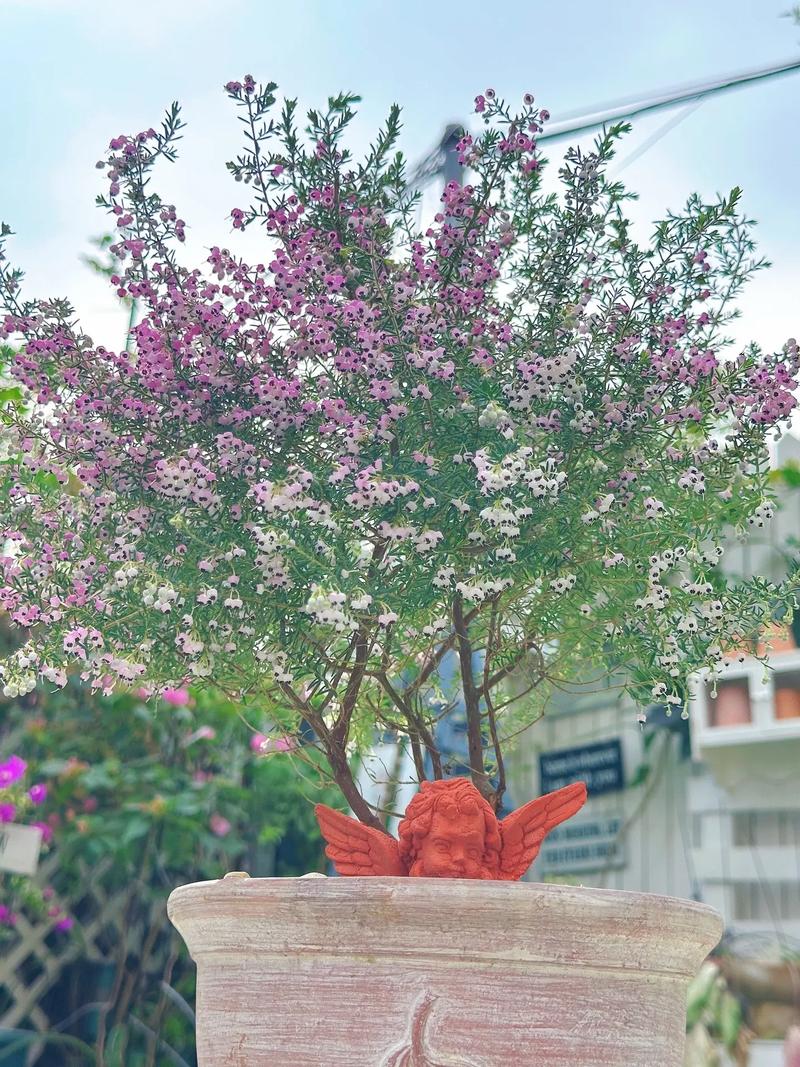 欧石楠怎么养？技术方法有哪些？-第2张图片-宁夏农业信息网