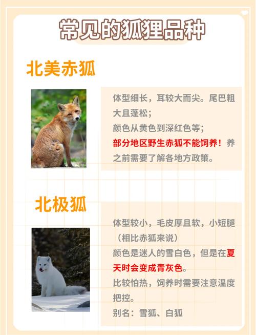 养殖狐狸品种有哪些？看图识种！-第2张图片-宁夏农业信息网