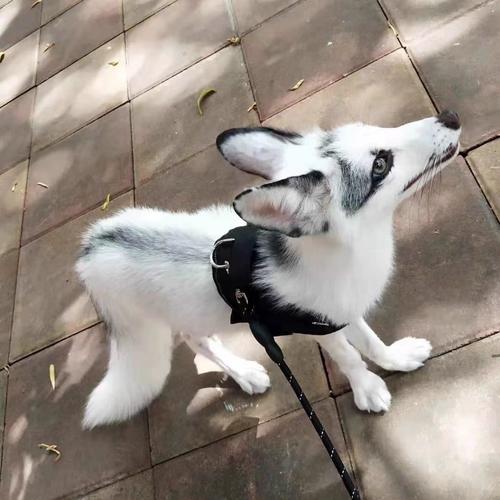 养殖狐狸品种有哪些？看图识种！-第3张图片-宁夏农业信息网