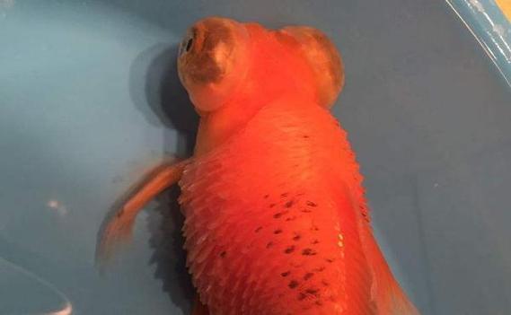 竖鳞病怎么治？水产养殖有效方法有哪些？-第2张图片-宁夏农业信息网