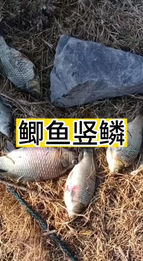 竖鳞病怎么治？水产养殖有效方法有哪些？-第3张图片-宁夏农业信息网