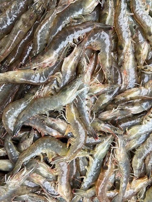 南美白对虾那种品种最好-第2张图片-宁夏农业信息网 南美白对虾那种品种最好-第2张图片-宁夏农业信息网