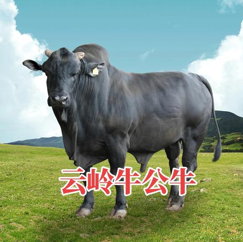 中国肉质最好的肉牛品种是哪个？-第2张图片-宁夏农业信息网