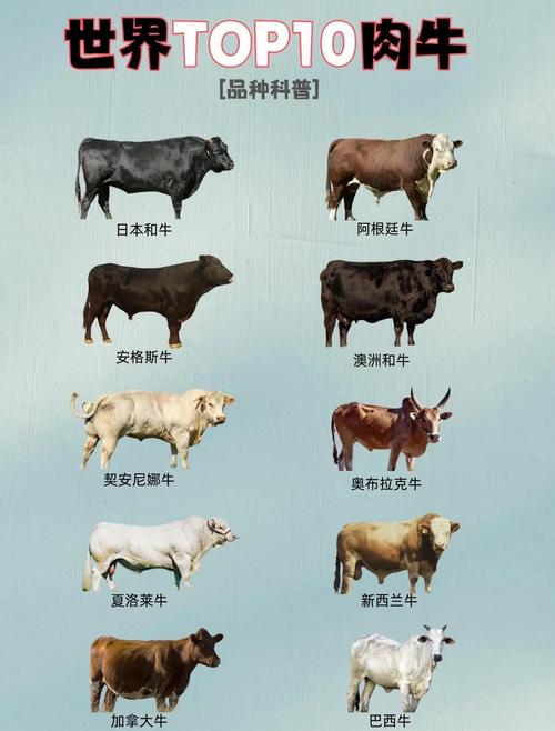 中国肉质最好的肉牛品种是哪个？-第1张图片-宁夏农业信息网