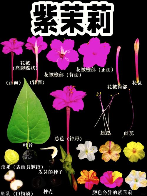 紫茉莉花籽种植方法是什么？-第1张图片-宁夏农业信息网