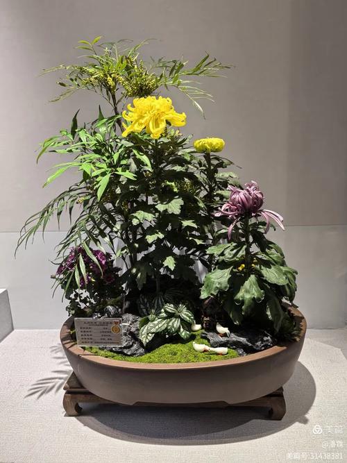 什么品种的菊花最适合做盆景?-第2张图片-宁夏农业信息网 什么品种的菊花最适合做盆景?-第2张图片-宁夏农业信息网